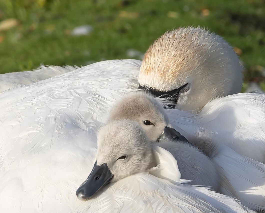 suelind7 swans