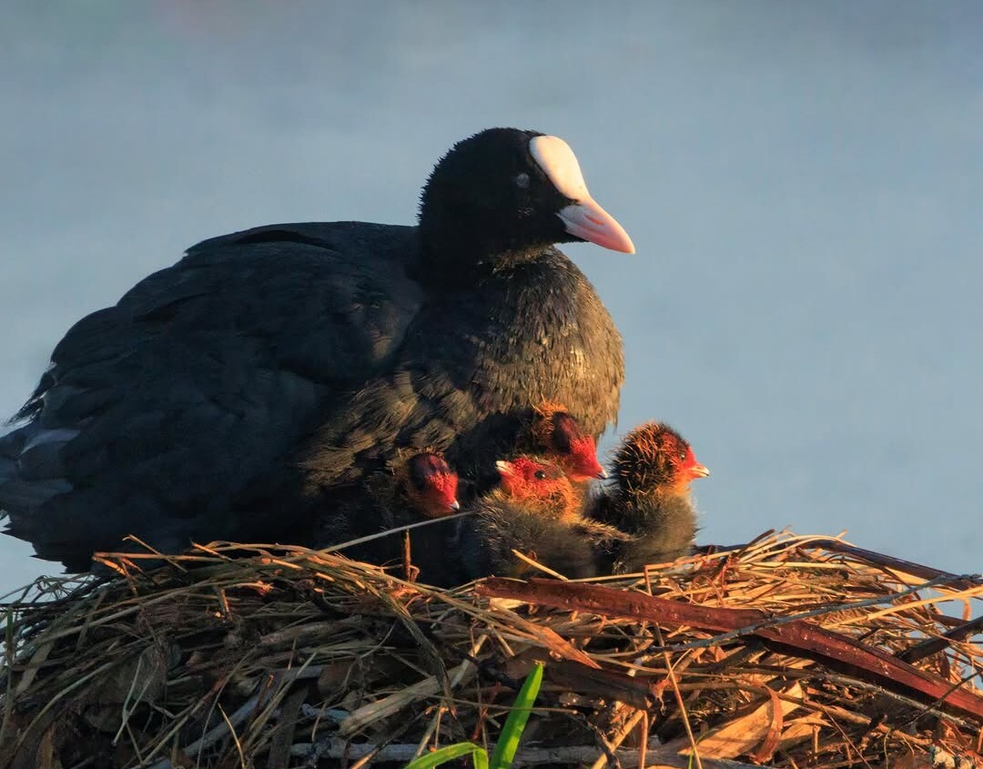 Coots suelind7