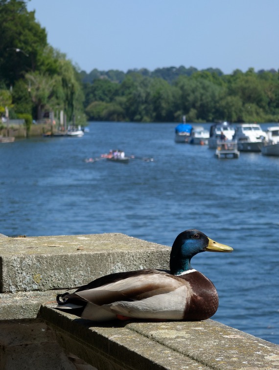 A male mallard resting along Champions Wharf