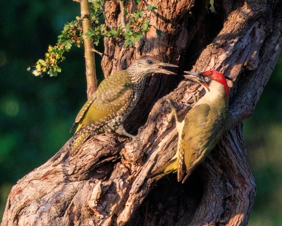 Woodpeckers by @suelind7