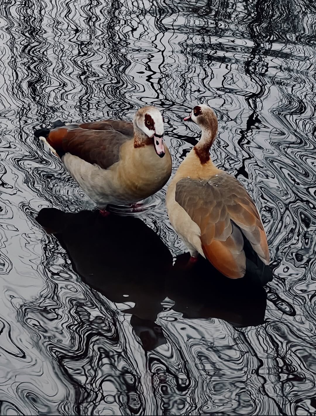 Egyptian geese