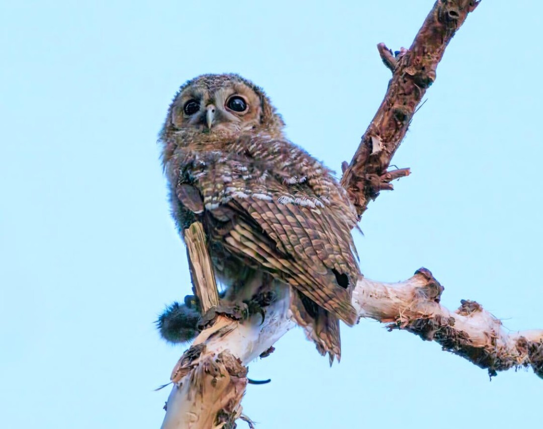 Tawny Owlet by Sue Lindenberg