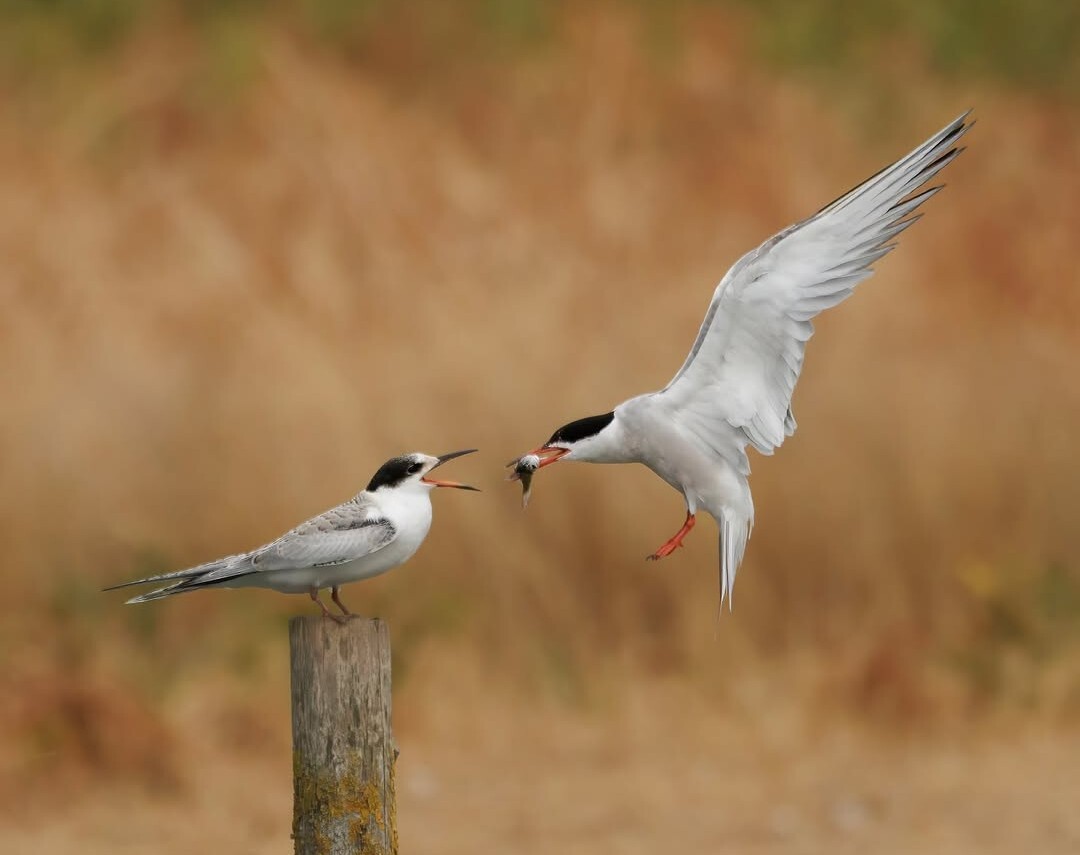 Common Tern delivering food in Bushy Park by suelind7