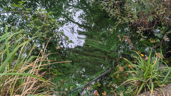 Blue green algae
