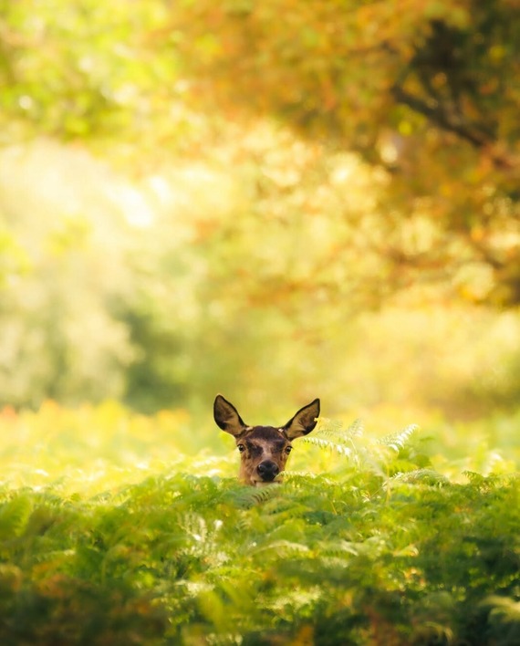 Richmond Park by @wgillham_photo