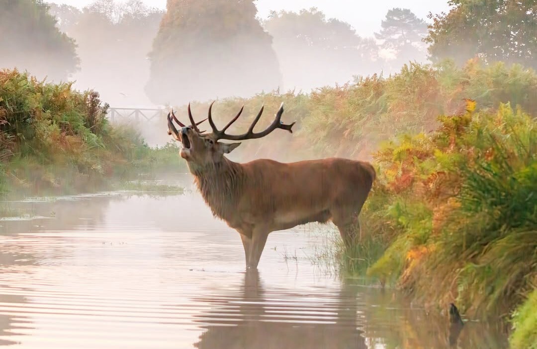 suelind7 bushy park stag