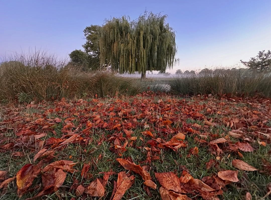 Autumn in Bushy Park by @photosbybroma