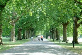 Central Avenue Battersea Park