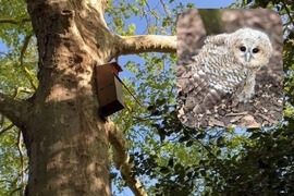 Tawny Owls