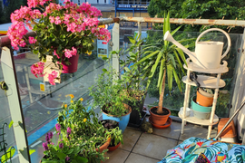 Wandsworth in Bloom 