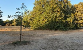 young tree on dry ground