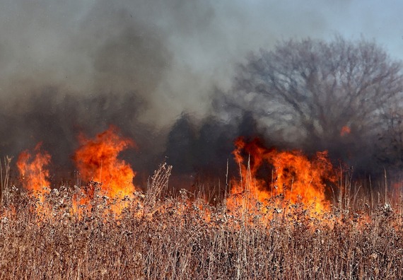 wild fire