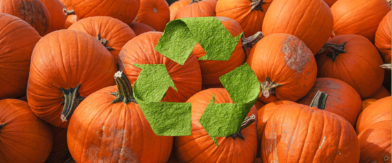 pumkin recycling