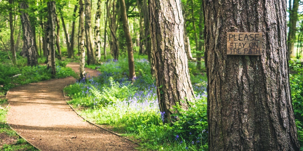 Golden Acre Bluebells - credit Thomas Tornegard Photography