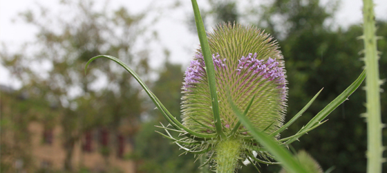 Teasels