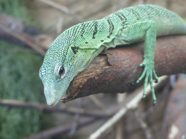Bill our Emerald Tree Monitor  