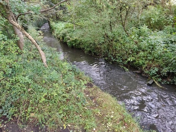 Meanwood Beck