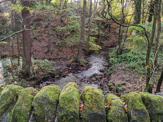 Meanwood beck photographed from a bridge in Scotland Wood