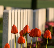 Poppies in a field