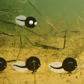 tadpoles