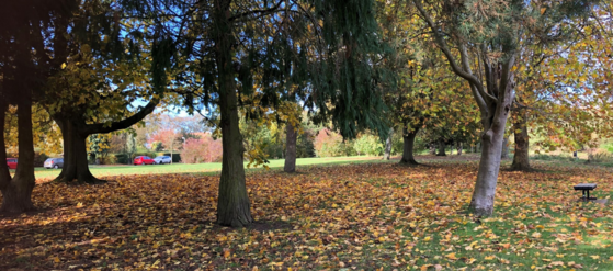A park in autumn
