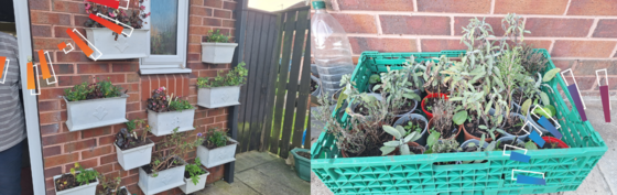 Garden pots and flowers