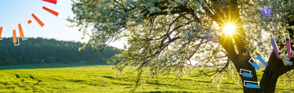 Sun shining through trees