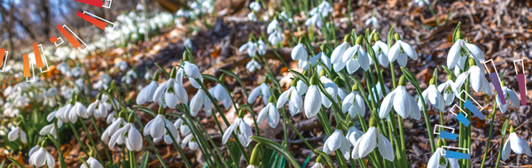 Snowdrops in park