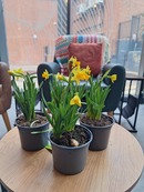 daffodils