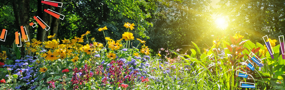 summer garden