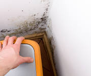 Damp and mould