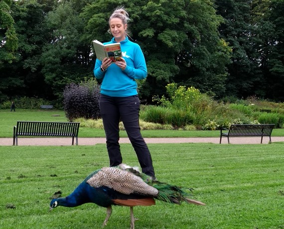 Peacock being read to at heaton park
