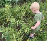 boy in garden plot