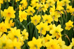 daffodils in a field