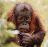 orangutan in grass