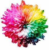 colourful paper flower