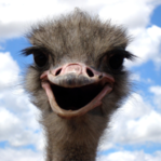 funny ostrich face