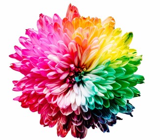 Colourful paper flower