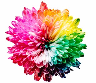 Colourful art flower