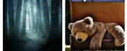 Image of teddy bear in a suitcase and image of misty tree trunks and flying birds