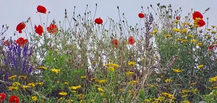 Wild flowers