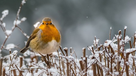 Robin on snowy branches