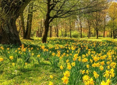 Daffodils in the woods