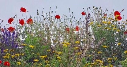 Wild flowers