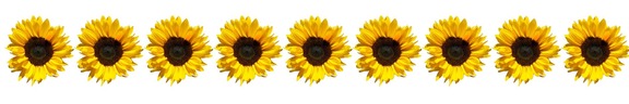 Sunflowers banner