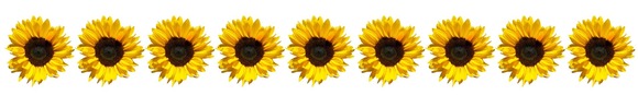 Sunflowers banner