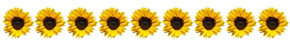 Sunflowers banner