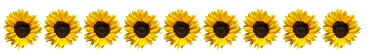 Sunflowers banner