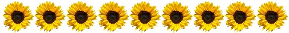 Sunflowers banner