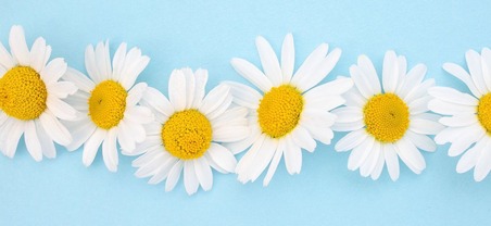Daisies in a row